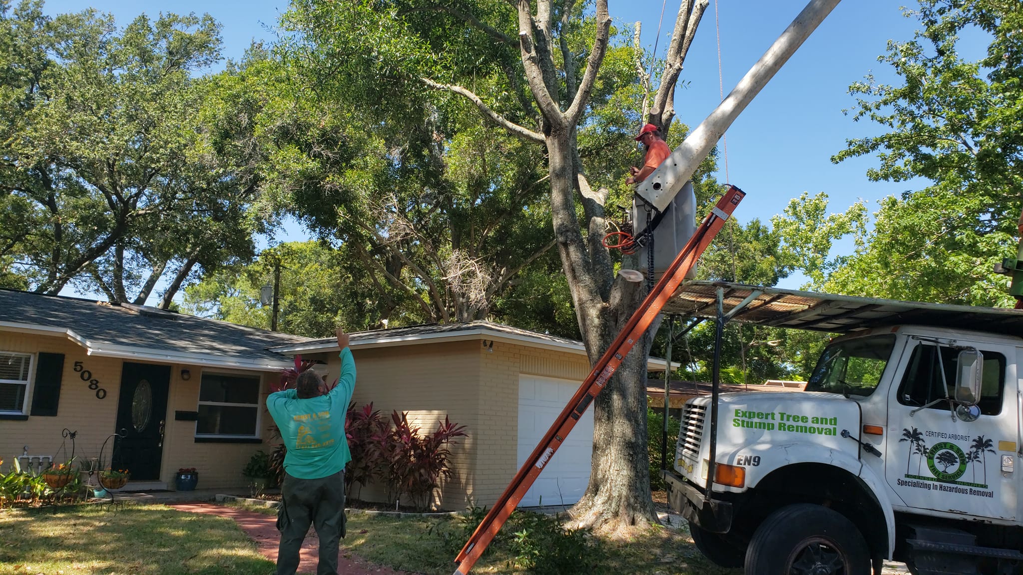 Tree Cabling Tarpon Springs Florida