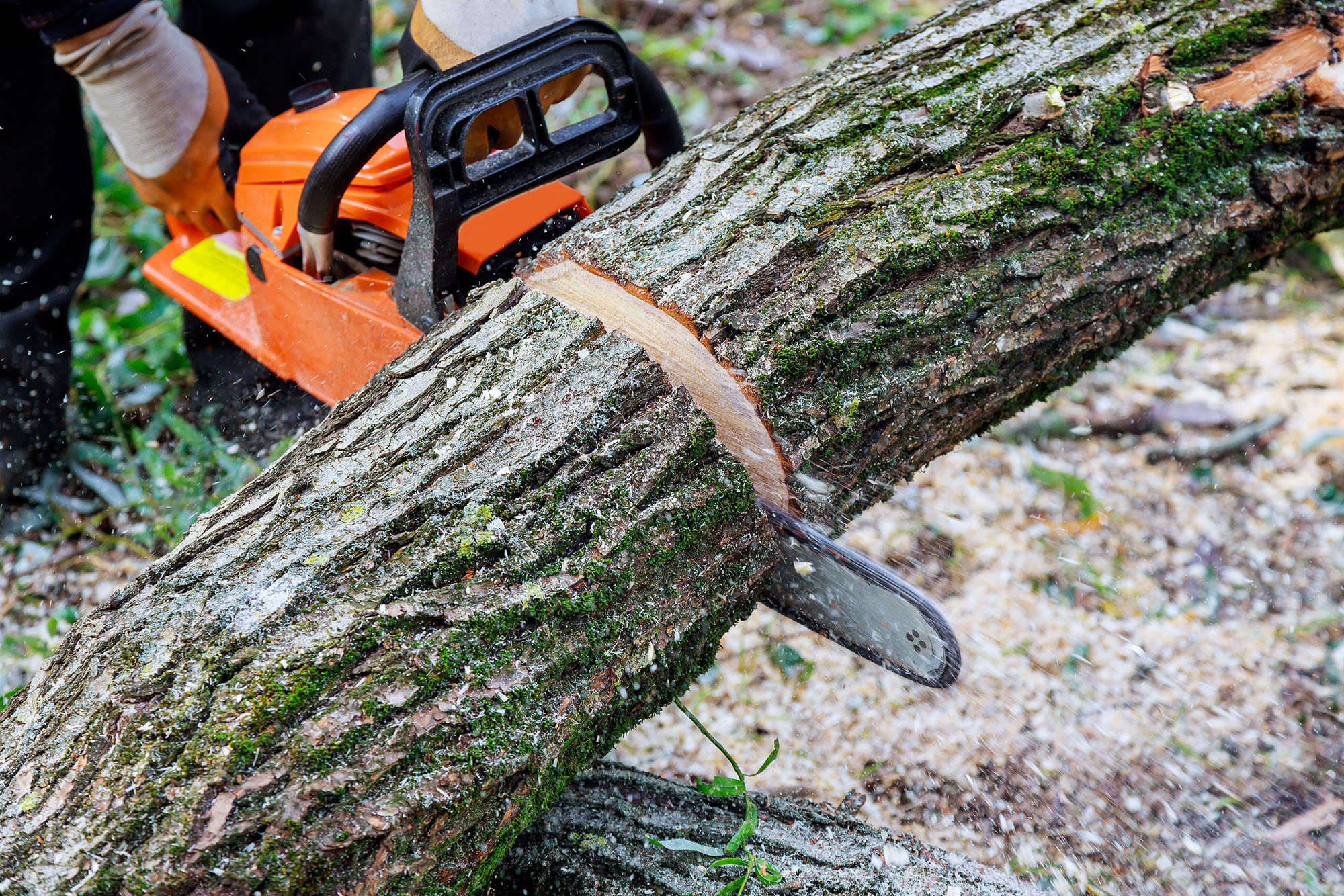 Safety Harbor Florida Commerical Tree Services Near Me