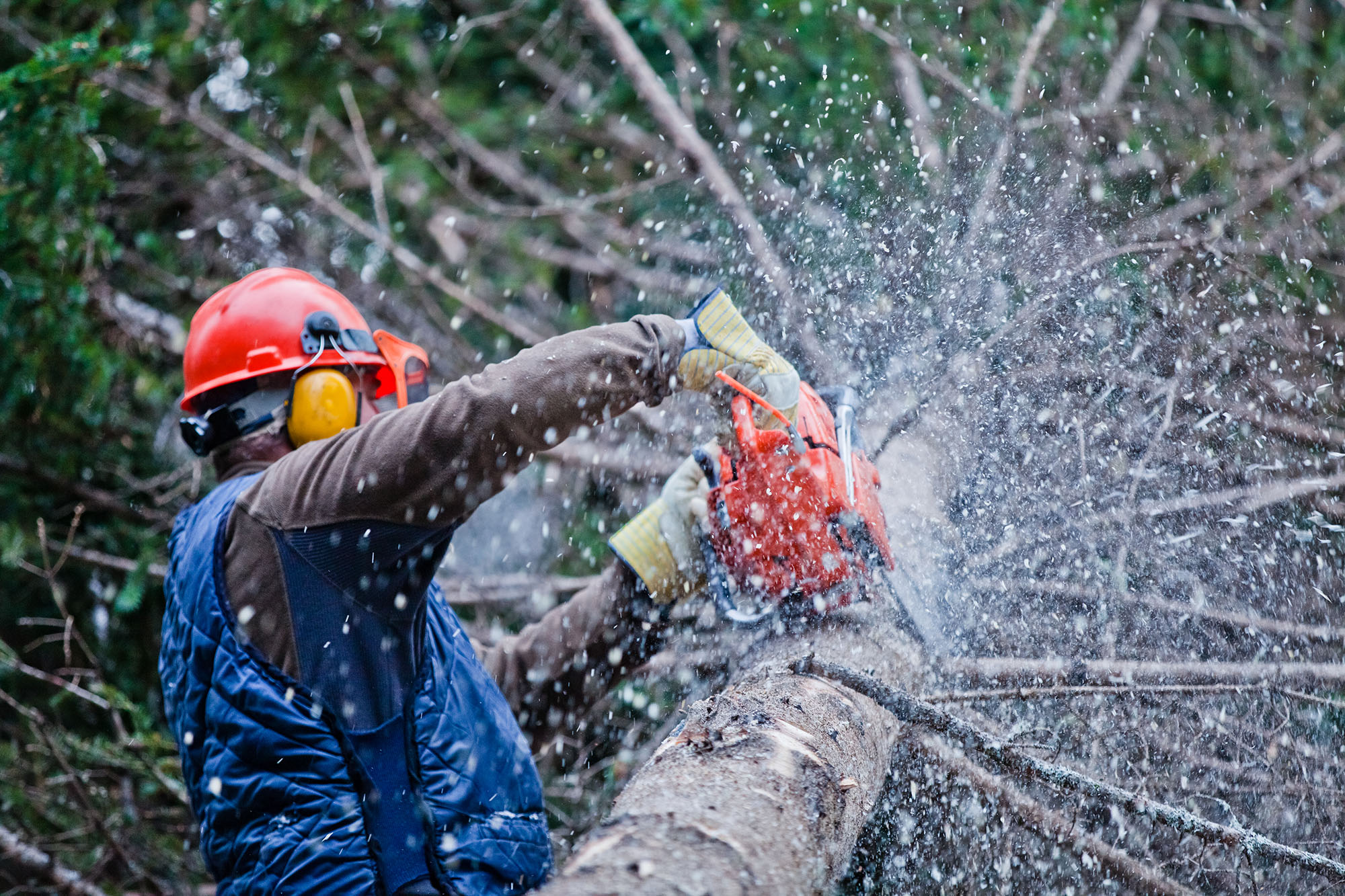 Commerical Tree Services Largo Near Me