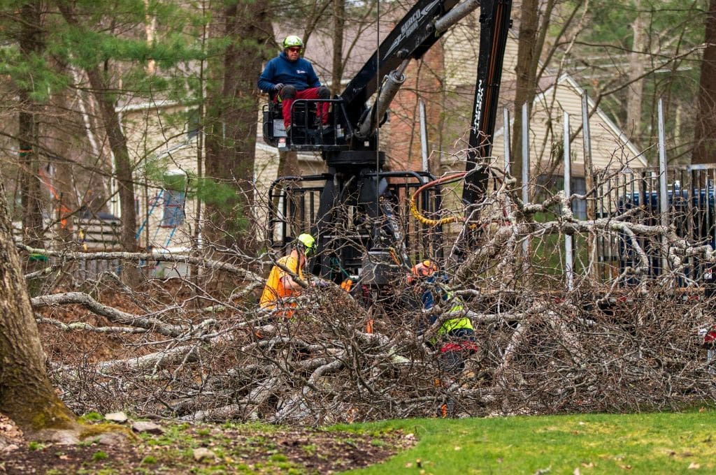 St. Petersburg Florida in Storm Cleanup Tree Service