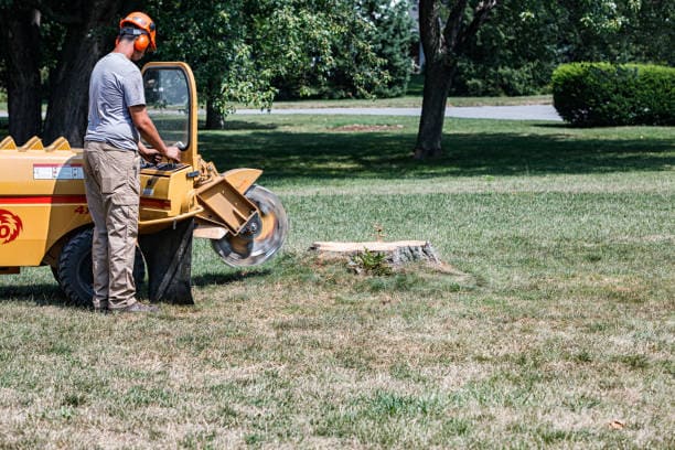 Seminole Florida in Stump Removal