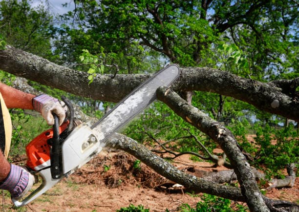 @fname@ in Fallen Tree Removal<br />
