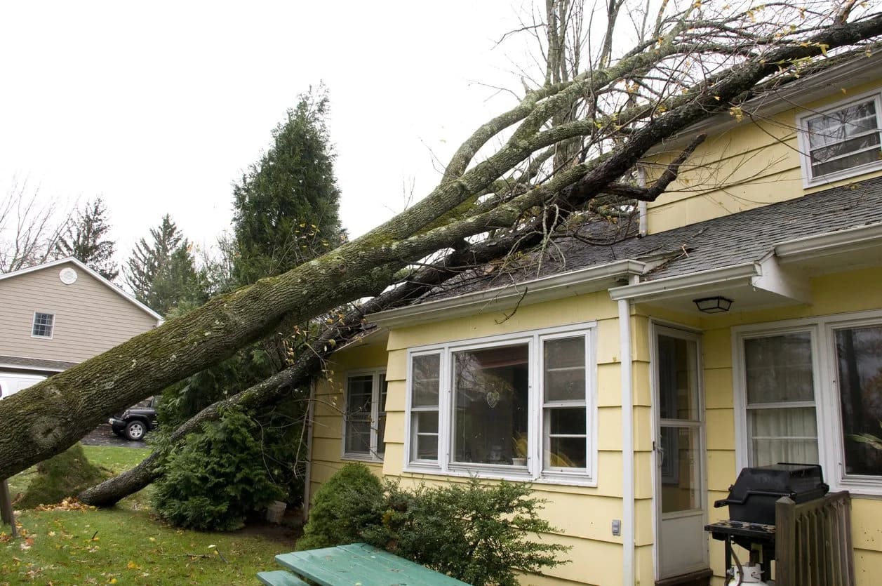 @fname@ in Storm Damage Tree Removal<br />
